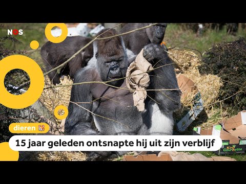 Video: Was harambe een zilverruggorilla?