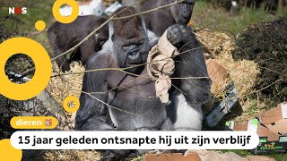 Download Lagu Wereldberoemde gorilla Bokito is jarig MP3