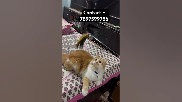 Video 11418081: quality persian kittens