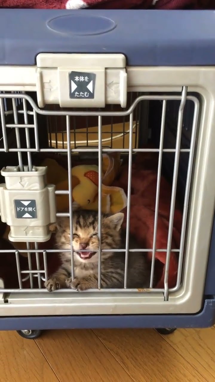 Bébé chaton très mignon