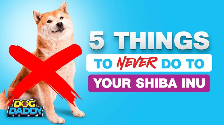 5 Things To NEVER Do To Your Shiba Inu