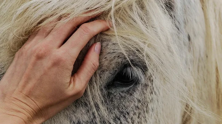 Horse Sense - Lori Pratt