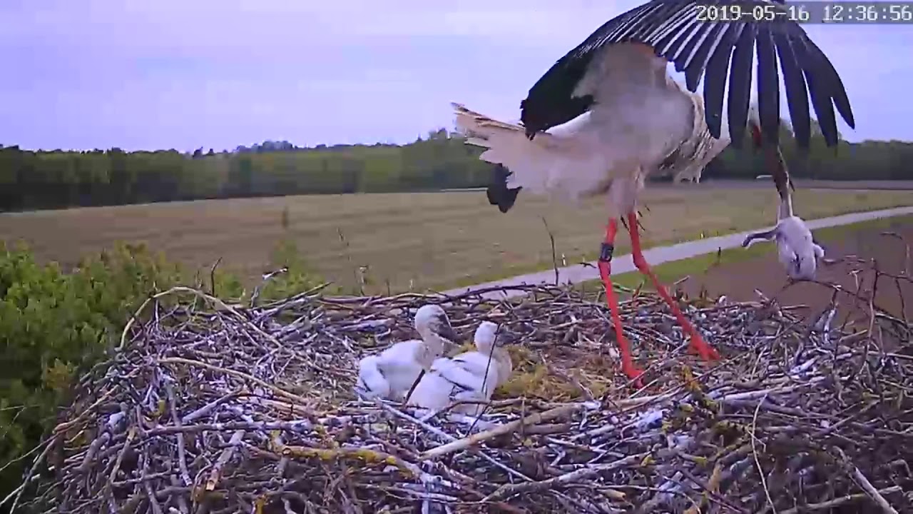 Storch Wirft Küken Aus Dem Nest Youtube