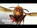 'Murder Hornet' discovered in U.S. near Canadian border could pose danger for bees, humans