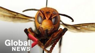 'Murder hornet' discovered in US near Canadian border could pose danger for bees, humans