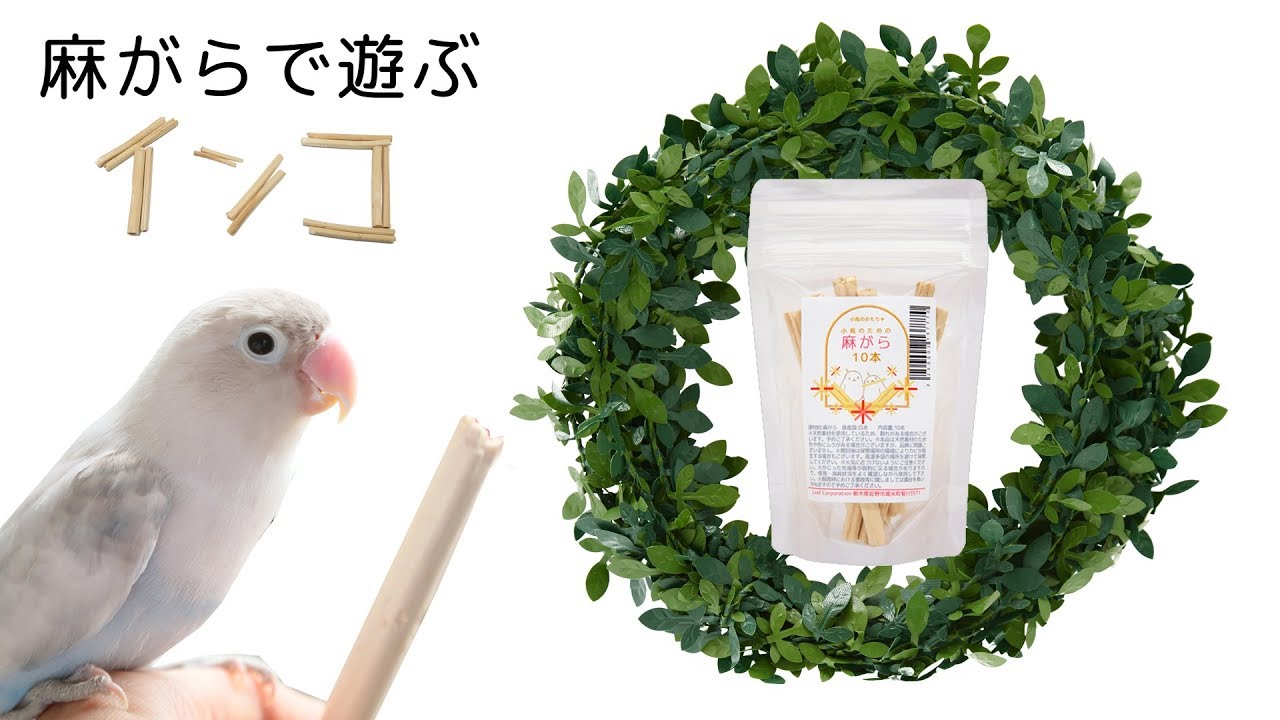 チャーム】Leaf Corp 小鳥のための麻がら インコ おもちゃ 鳥用 - YouTube