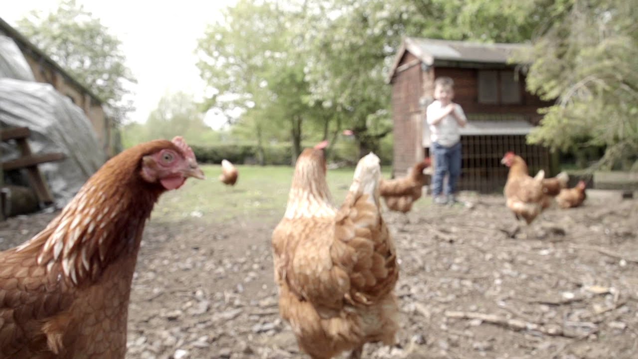 Rembrandt Foods Moving the Egg Forward YouTube