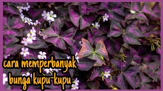 Download Lagu CARA MEMPERBANYAK BUNGA KUPU-KUPU TERCEPAT MP3