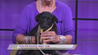 Pets Fur People: Meet Odie