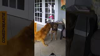 Hero' Animal's #animallife #animalhero #animalshorts #animallovers #funny #animallife #crazycomedy