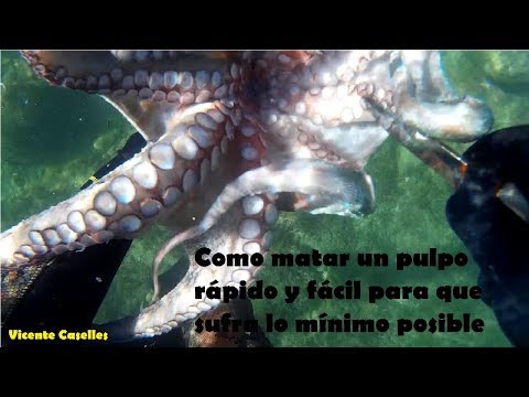 Video: Cómo Matar Un Pulpo