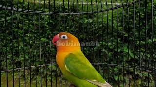 Lovebird fighter ngetik ngekek kasar, pancingan full fighter jamin nyaut