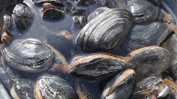 New Hampshire clamming