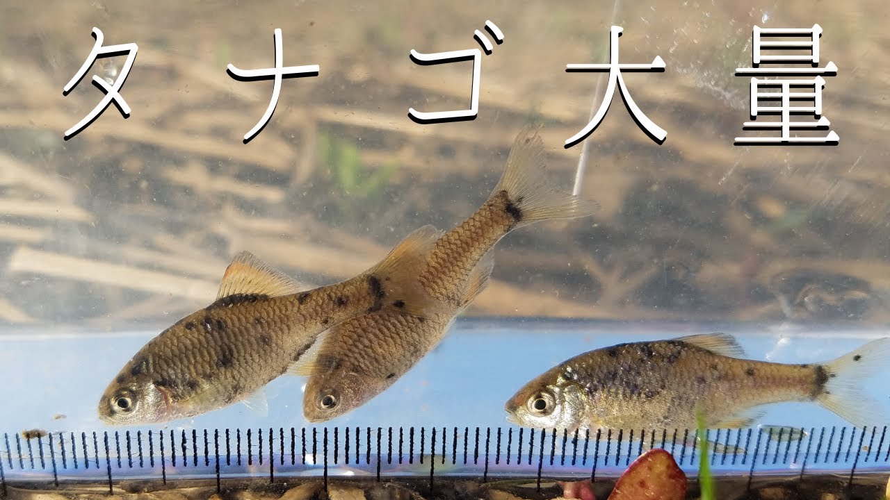 春のタナゴ大感謝キャンペーン 琵琶湖ガサガサ探検記40 Youtube 春のタナゴ大感謝キャンペーン 琵琶湖ガサガサ探検記40 Youtube