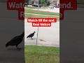 This got intense FAST.#nature #wildlife