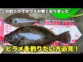 ヒラメを確実に釣る事が出来るようになった仕掛けと釣り方を解説します。