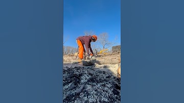 Professional tree hugger! 🤗 #arborist #arboriculture #viralvideo #shorts #trending #fyp #greenday