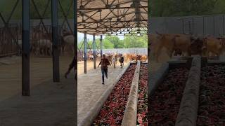 #shravanseva #cow #gaumata #trending #indiancow #youtubeshorts