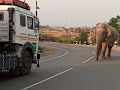 Wild elephant attacked truck driver very dangerous