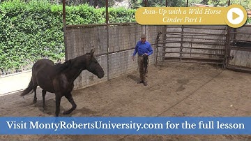 Cinder Part 1: Join Up with a Wild Horse