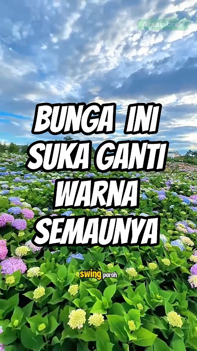 Bunga Ini Bisa Ganti Warna Sendiri: Hydrangea