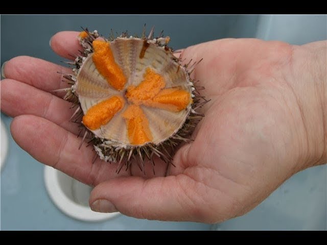 морской еж внутренности. морской еж икра. морской еж деликатес. морской ёж иваново. морские ежи блюдо.