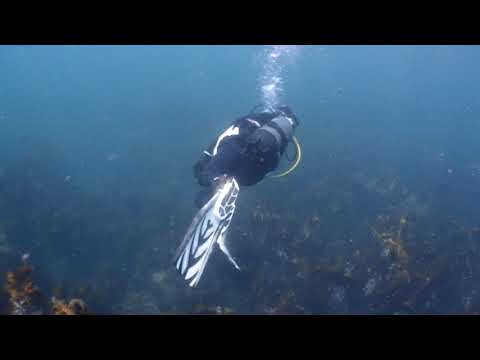 Lamorna Cove, Cornwall: Kelp forests and granite reef structures