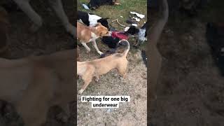 Dogs fighting for one BIG size underwear #shorts #dog #funny #trynottolaugh