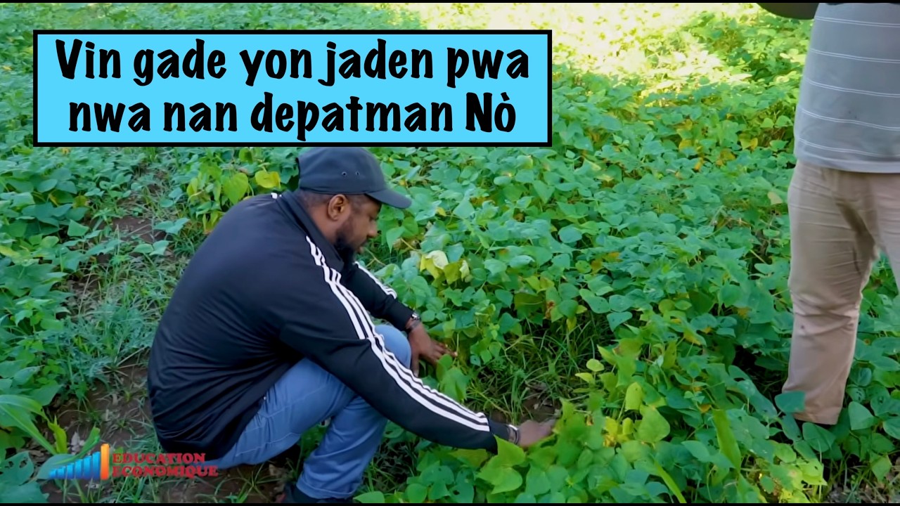 Vin gade yon jaden pwa nwa nan depatman Nò