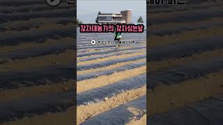 감자대농가의 감자 심는 날