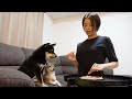 柴犬兄妹に手作りささみジャーキーを作ってみた