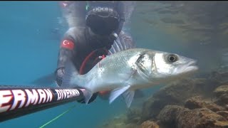 zıpkın avı levrek avı aşkam suyu bereketi  #spearfishing #diverman#shorts #spear #fishing Resimi