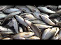 LLUVIA DE PECES EN YORO HONDURAS