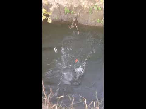 Trout fishing in georgia თევზაობა კალმახზე