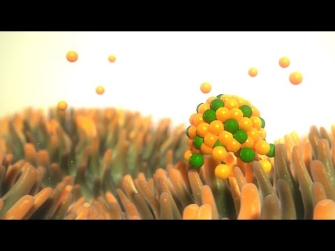 Video: Kabeljou Lewer En Cholesterol