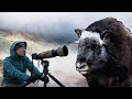 2 Days Wildlife Photography With The Muskox