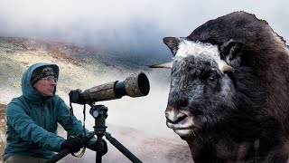 2 Days Wildlife Photography With The Muskox