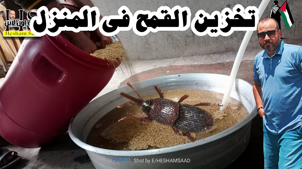 تخزين القمح في المنزل بدون كيماويات لأكثر من عام 2024