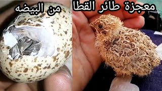 طائر القطا يخرج من البيضه بدون حنان الأم سبحان الله