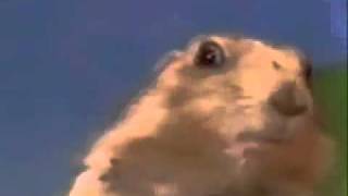 Epic Dramatic Looking Beaver Ferrett thing.