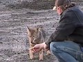 Feeding Wild Coyote