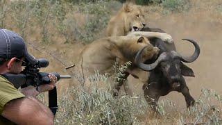 The African lion and buffalo do not surrender to hunters 😱🔥👍👌 Part 1