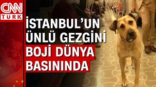 Dünya Basını Türkiyenin Gezgin Köpeği Bojinin Haberini Yaptı