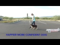 Minnie Aussie - Dog Training Experts of Phoenix, AZ Minnie Aussie - Dog Training Experts of Phoenix, AZ