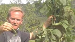 How & When to Pick Beans & Tomatoes in your Garden