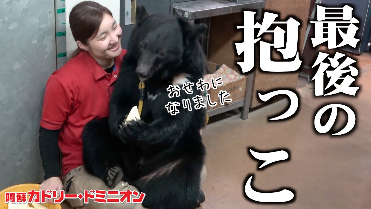 The cub has grown up and is now living with the pack this is