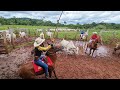 DIA DE APARTAÇÃO DA VACADA. PEGADA BRUTA !💪🤠