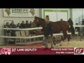 Ref:hdMXcaTkehA Lot 37 - law deputy - haras de saint fray - salon des etalons 2017 - le lion d'angers