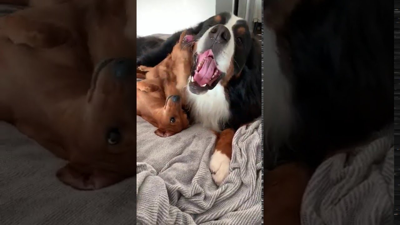 Cute Dachshund Demands Kisses || ViralHog