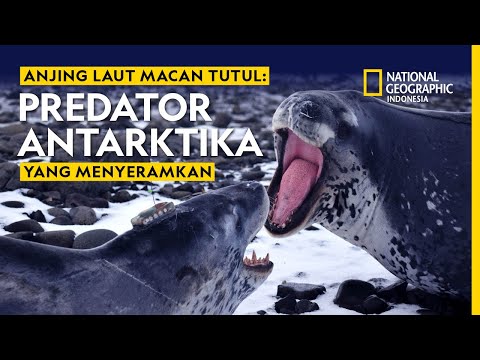 Video: Apakah anjing laut macan tutul hidup?